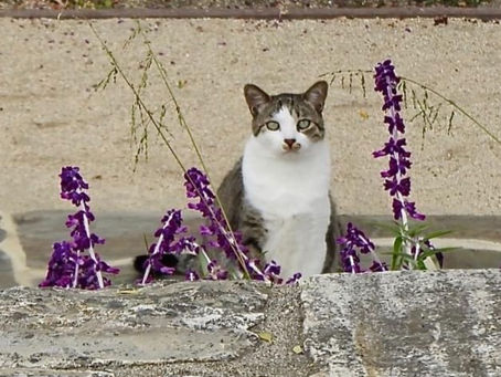El Gato del Calle