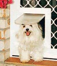 Small dog coming through Petway pet door size small