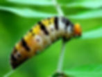 ree
