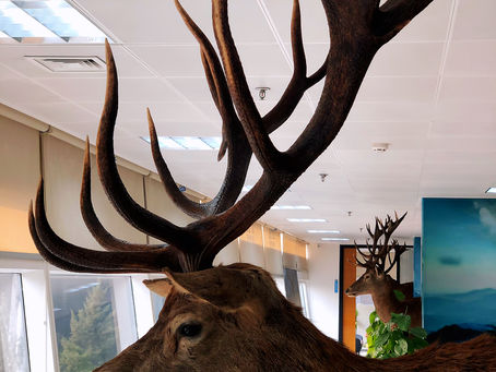 Congratulations to Mr. Zhang of Beijing for these three huge red stag trophies!