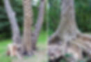 Arbres pyrogravés insolites