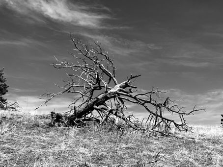 Remnant