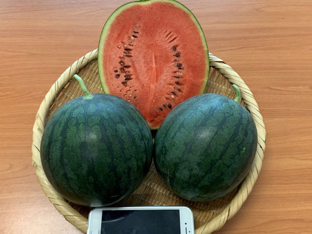 당도 높은 화순 애플수박, 시장에 ‘첫선’- #팔로우뉴스(followNEWS.kr)