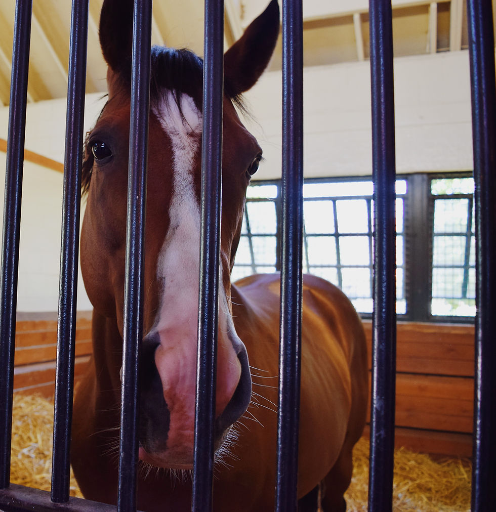 Noble Mission, full-brother to Frankel sire to Code of Honor at Lane's End Farm