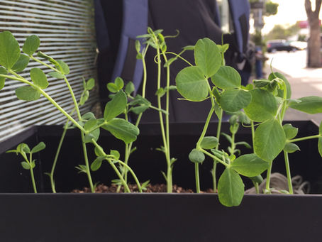 Transplanting sugar snap peas tendrils