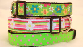 Calling All Collar-Lovers!