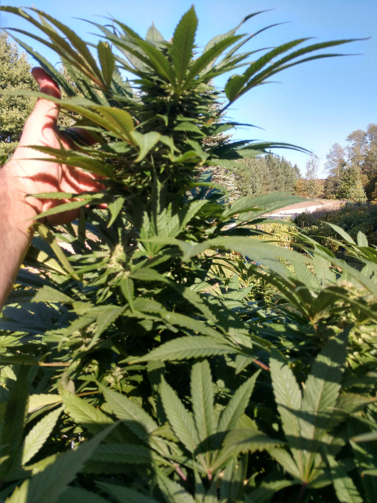 BACK!! Trench Buddy Feminized Seeds BACK!! Trench Buddy Feminized Seeds