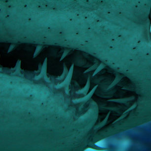 An Endless Supply of Teeth