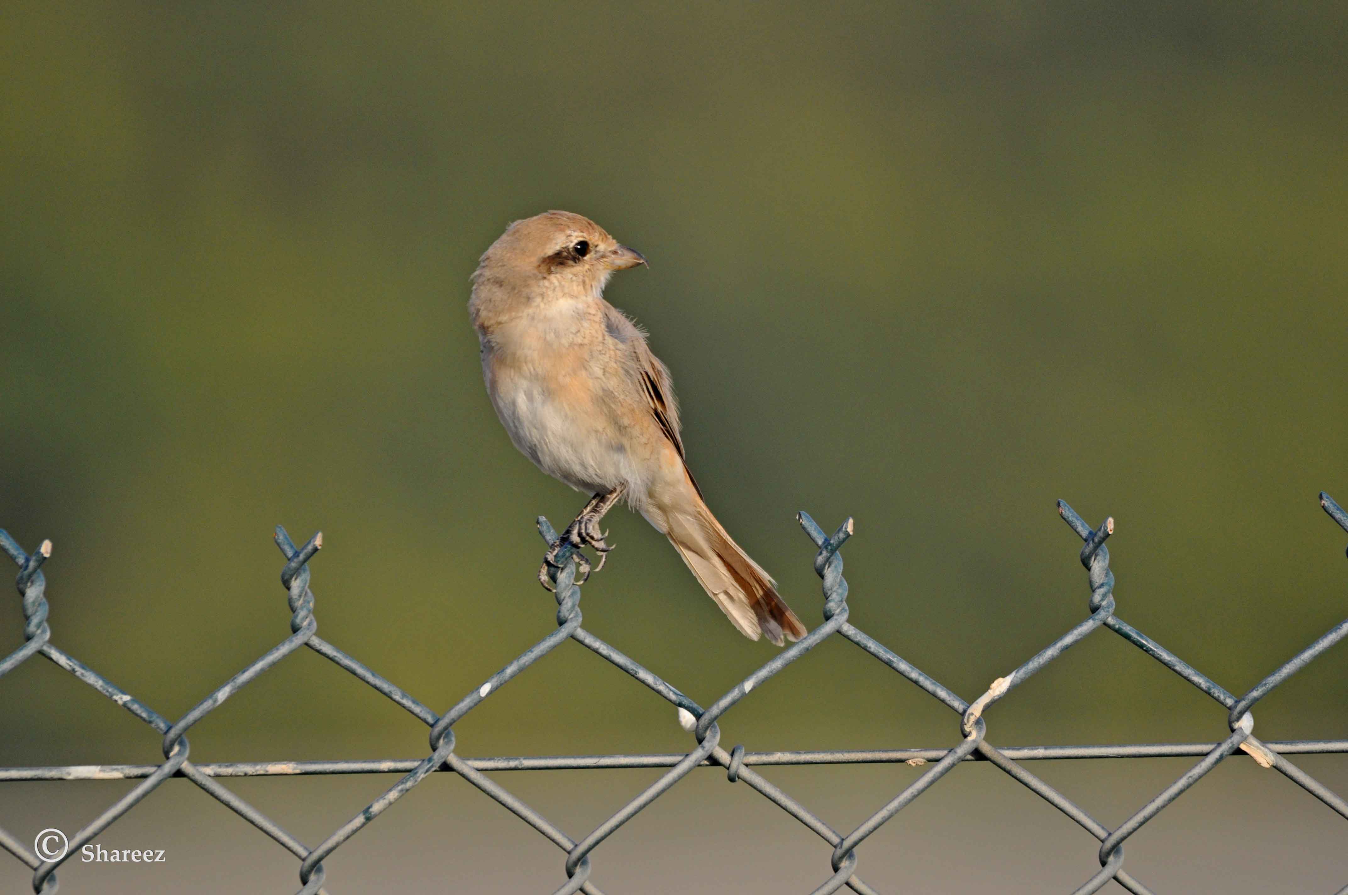 Shrike ID content media