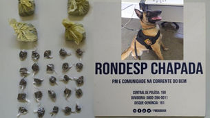 Cadela da Rondesp Chapada encontra drogas em terreno baldio.