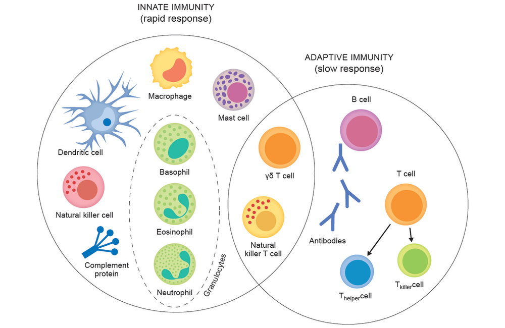 What is your Immune System?