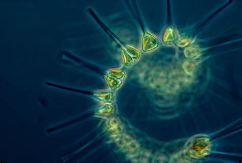 phytoplankton, oceans, acidification, global warming