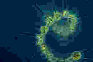 phytoplankton, oceans, acidification, global warming