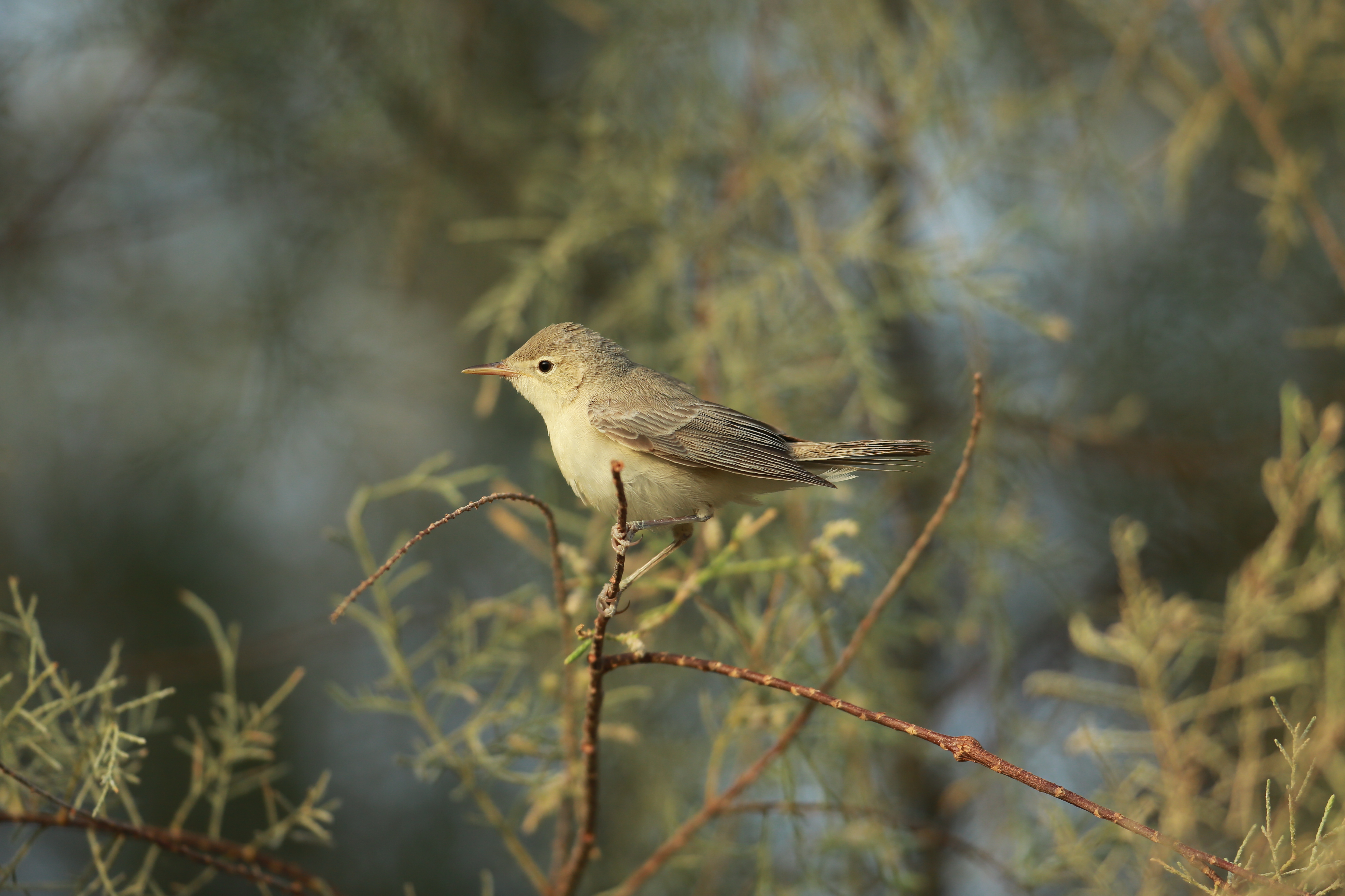 Can i get some help to ID this bird please content media
