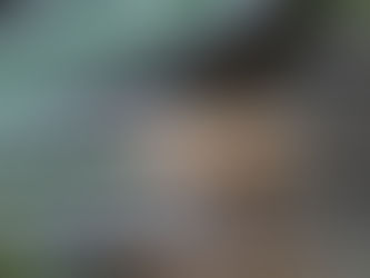 Mary Rose Replica Arrows