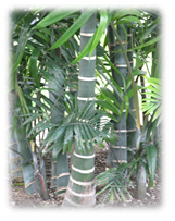 Beautitful ringed trunks of the Cabadae Palm