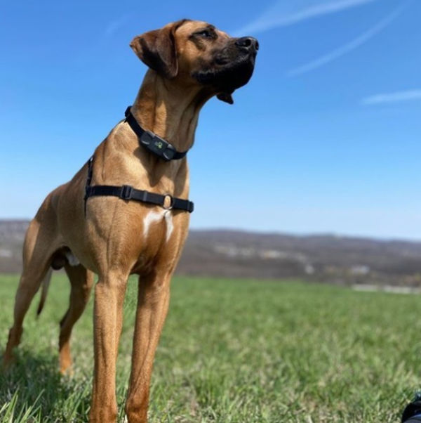 dog care training collar tc01