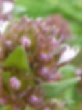 Fleurs de Thym non ouvertes et feuilles en Macro