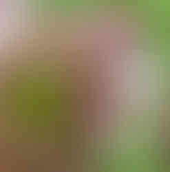 Fleurs de Thym en bouton