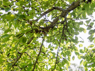 Ask Aaron: Pruning & Planting around Trees