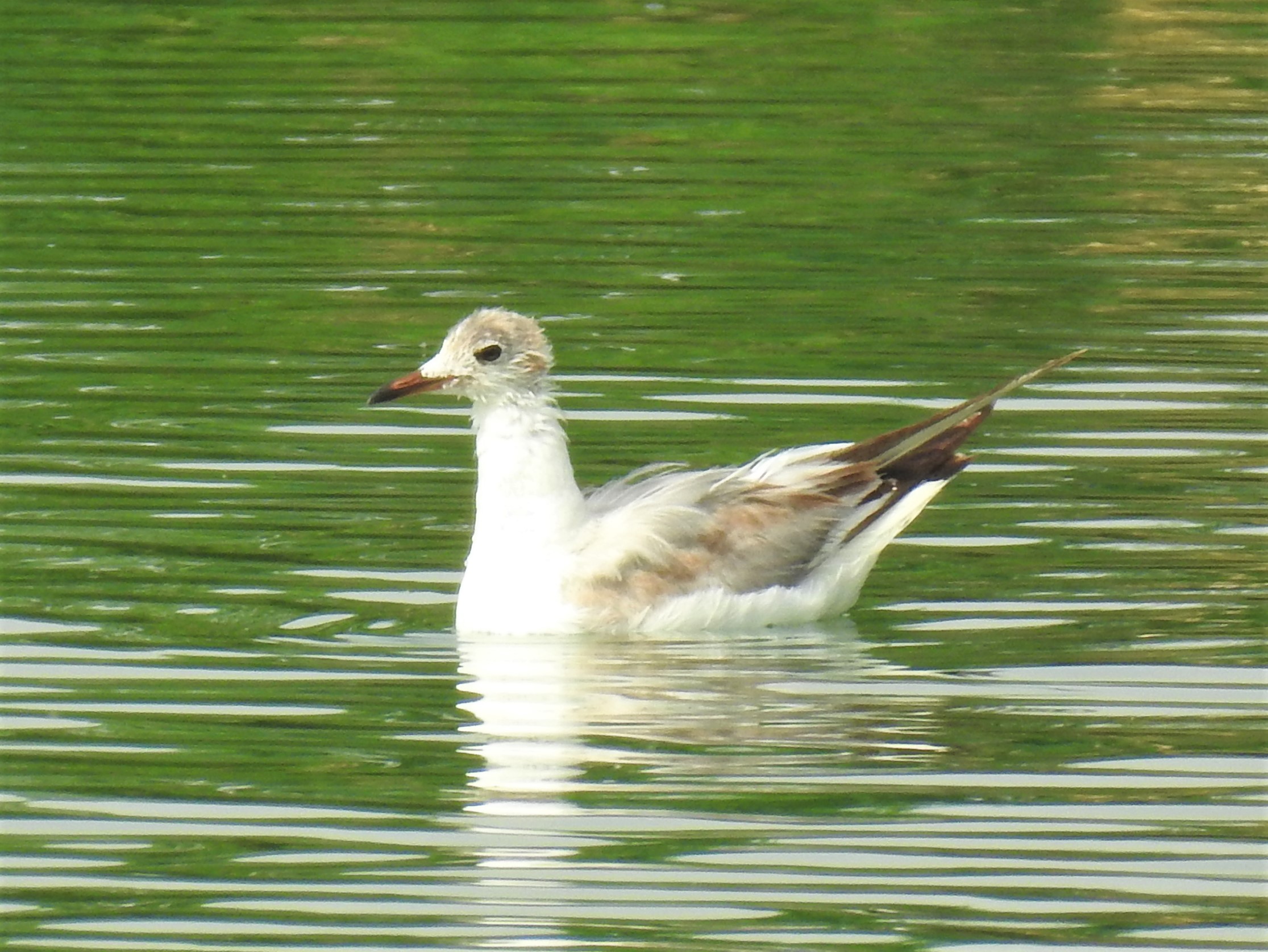 Gull ID - Ajman WWTP on Saturday 22 June 2019 content media