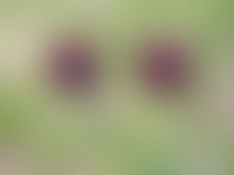 Life with the Zoom Lens On - Let's Focus on the Blooms