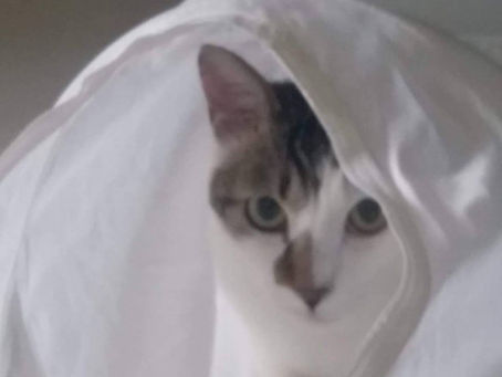 Winny個案分享39 - More:🐈愛上你的床🐈