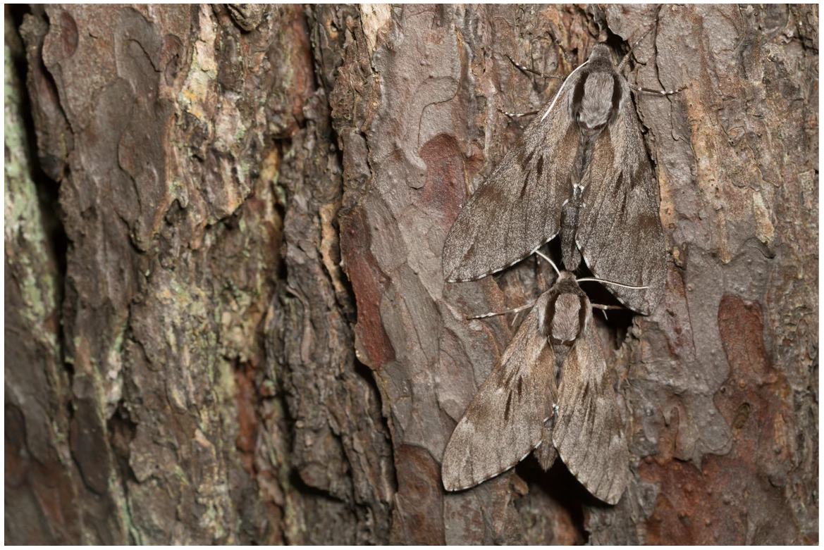 European Pine Hawk Moths display superb cryptic colouration content media
