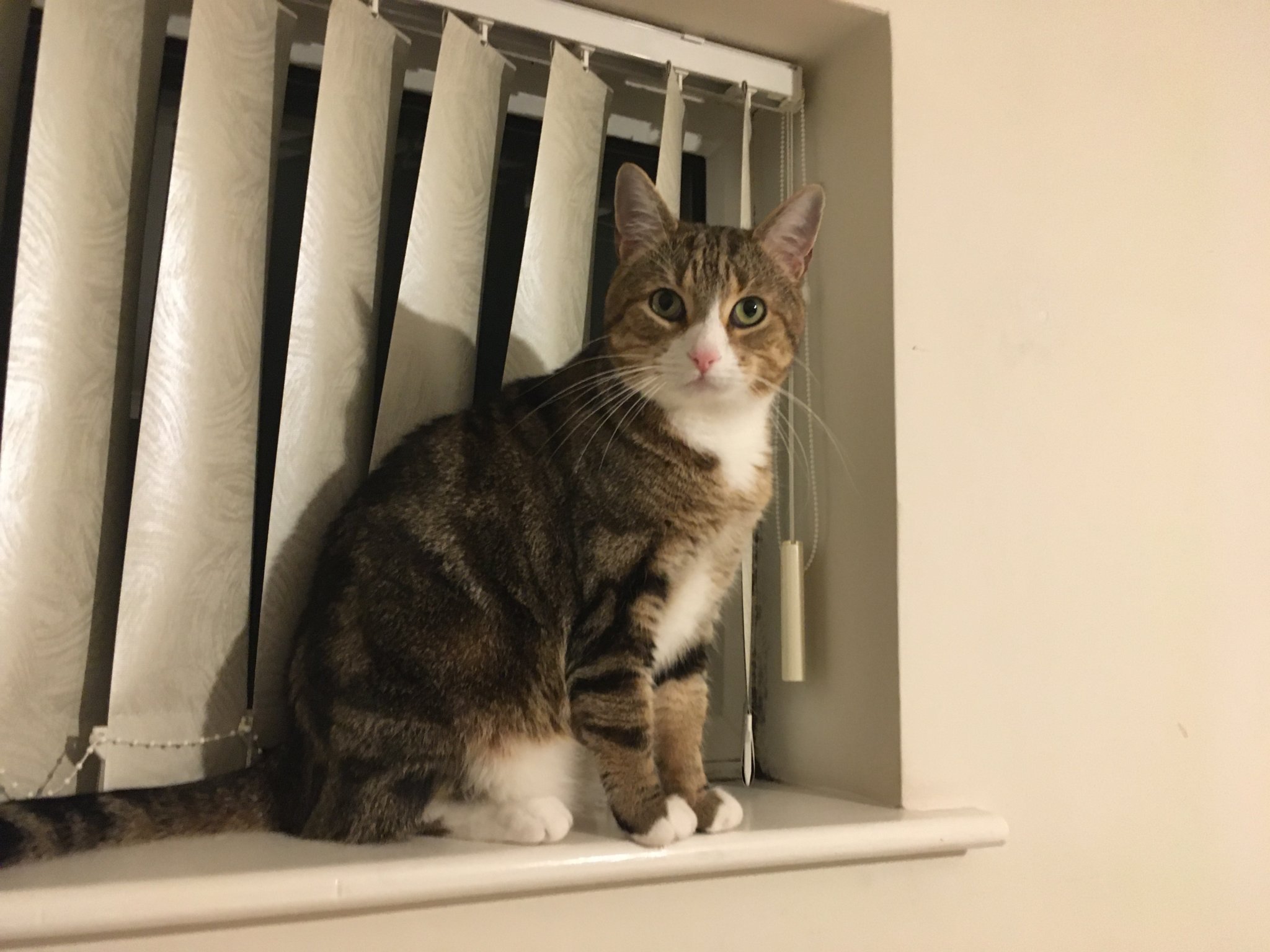 Missing cat content media
