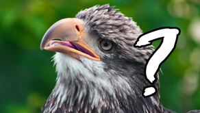 Tinha aqui uma pergunta sobre as elei... Não? Então pronto.