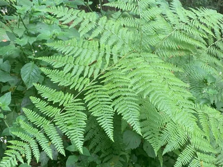 Fern in Forest
