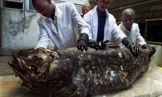 Older than dinosaurs: last South African coelacanths threatened by oil exploration content media