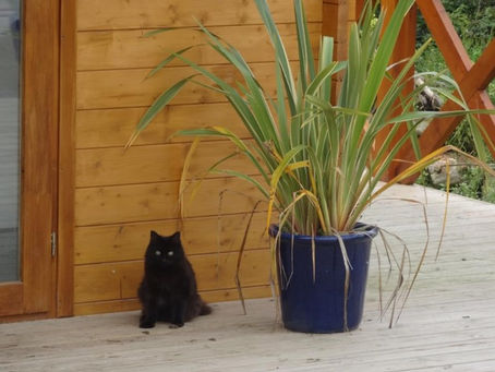 Until he extends the circle of his compassion to all living things, man will not himself find peace