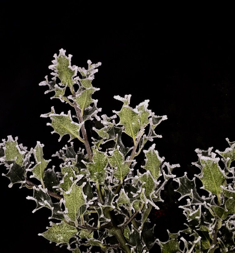 Merry Christmas 🎅🏻❤️🎄⛄️