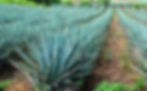 tequila-agave-mexico