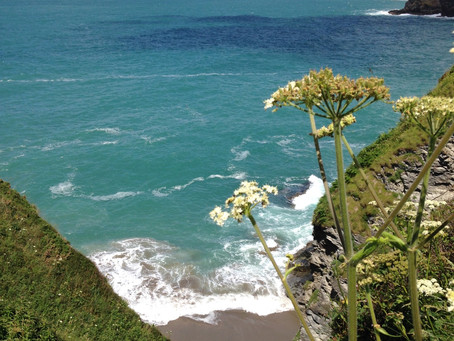 Lundy Bay Bioblitz