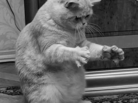 What Do The Best Psychic Readings All Have In Common?