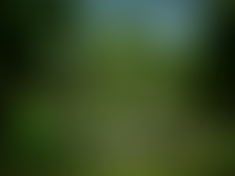 Olberts Low Poly Forest