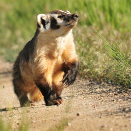 Cooperative Badgers