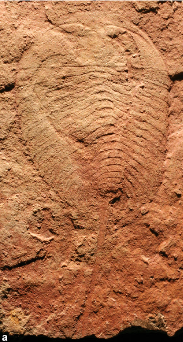 A new aglaspidid-like euarthropod from the lower Cambrian Emu Bay Shale of South Australia content media