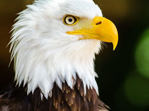 Les espèces d’aigle dans le monde : préservation, symbolisme et biomimétisme