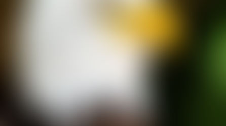 Les espèces d’aigle dans le monde : préservation, symbolisme et biomimétisme