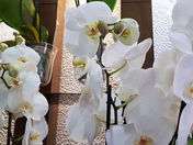 Orchid "Phalaenopsis"