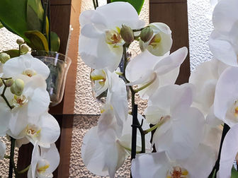 Orquídea "Phalaenopsis"