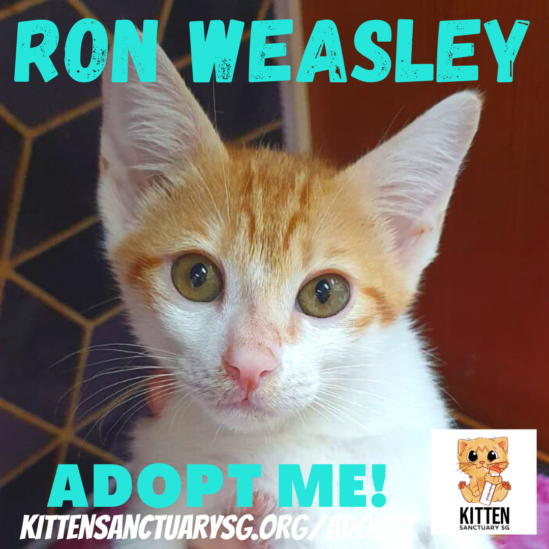 ADOPT ME! Ron Weasley (Kitten) content media