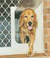 Golden retriever dog coming through petway pet door size large