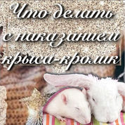 Что делать с наказанием крыса-кролик?