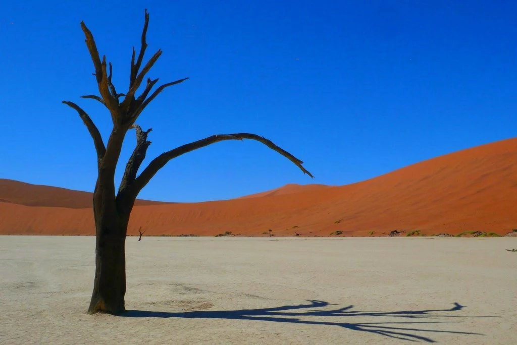 Dead Vlei arbre mort