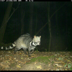 Large Indian civet: an unknown neighbour