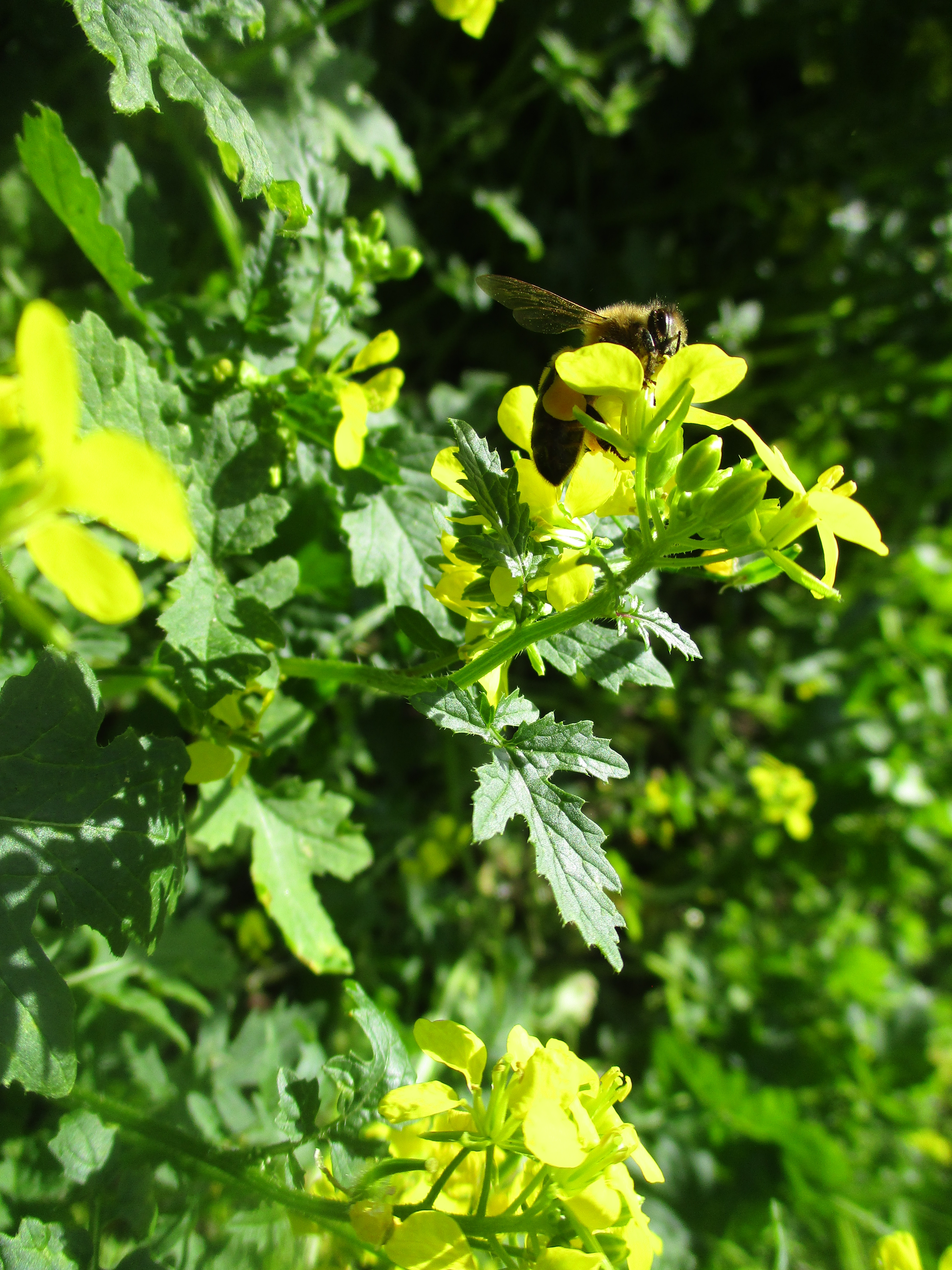 Late Pollen for our bees. content media